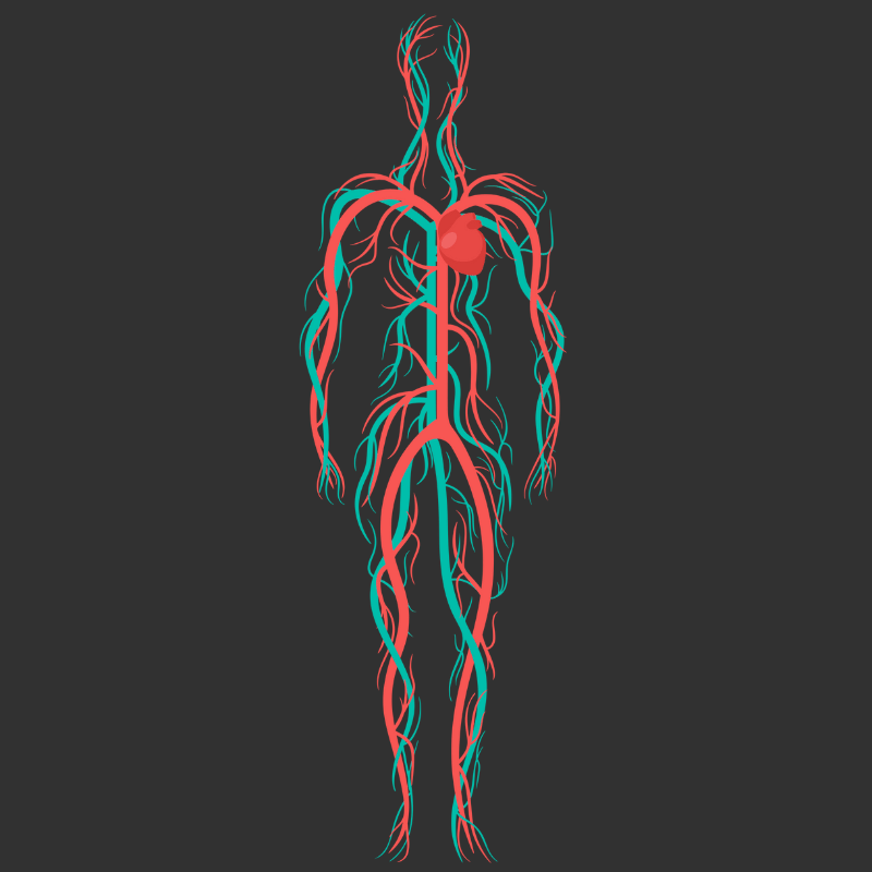 Microcirculation and Performance